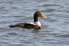 Common Eider